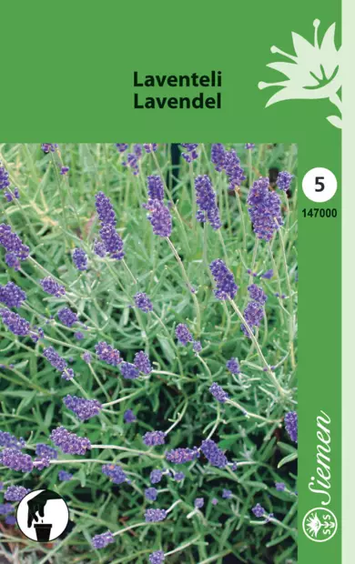 Laventeli - Puutarhasiemenet - 6415151470000 - 1