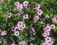 Harmaakurjenpolvi at 9cm - Perennat - 6430011052530 - 1
