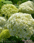 Pallohortensia Annabelle at 3 L - Ruusut ja koristepensaat - 6417189211020 - 1