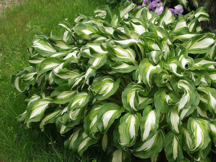 Kirjokuunlilja at 9cm - Perennat - 6430011046560 - 1