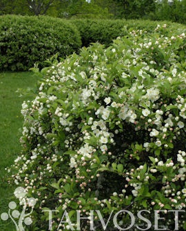 Marjaomenapensas at 3L - Ruusut ja koristepensaat - 6417189213000 - 1