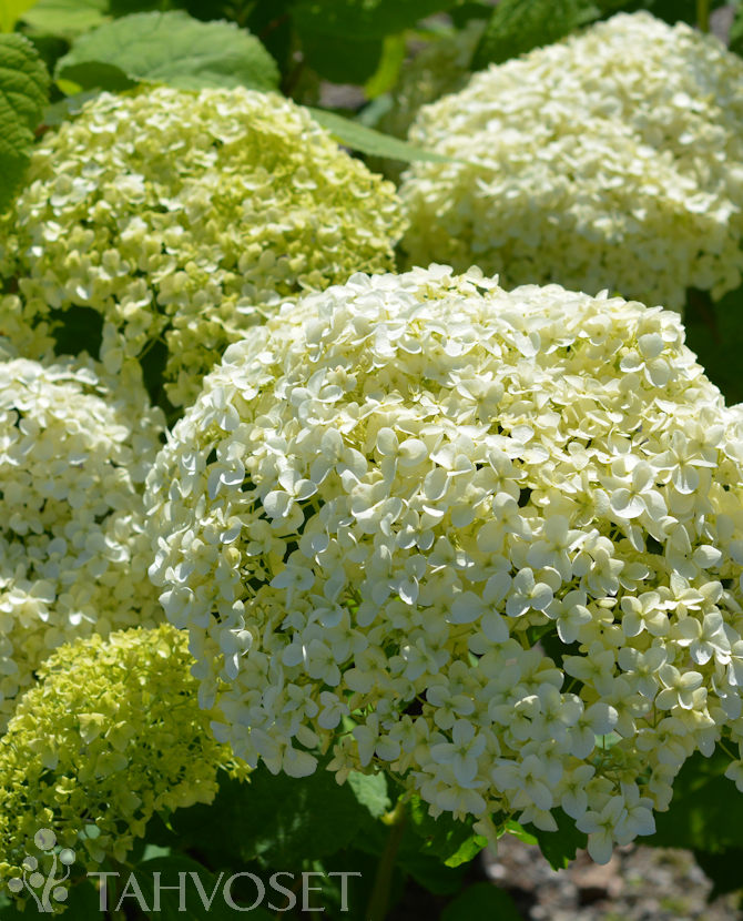 Pallohortensia Annabelle at 3 L - Ruusut ja koristepensaat - 6417189211020 - 1