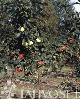 Perheomenapuu 150-250 at 10 L - Hedelmäpuut - 6417189519010 - 1