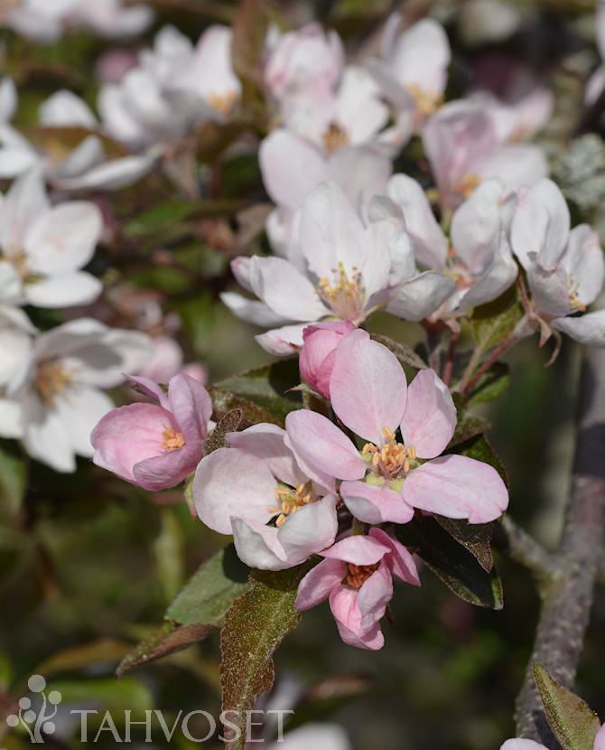 Purppuraomenapuu Cowichan 150-250 at - Lehtipuut - 6417189406280 - 1