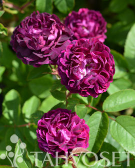 Ruusu Skeda at 3 L - Ruusut ja koristepensaat - 6417189252160 - 1