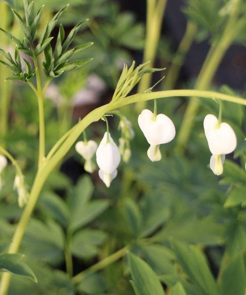 Särkynyt Sydän Valkoinen at 9cm - Perennat - 6430011051670 - 1
