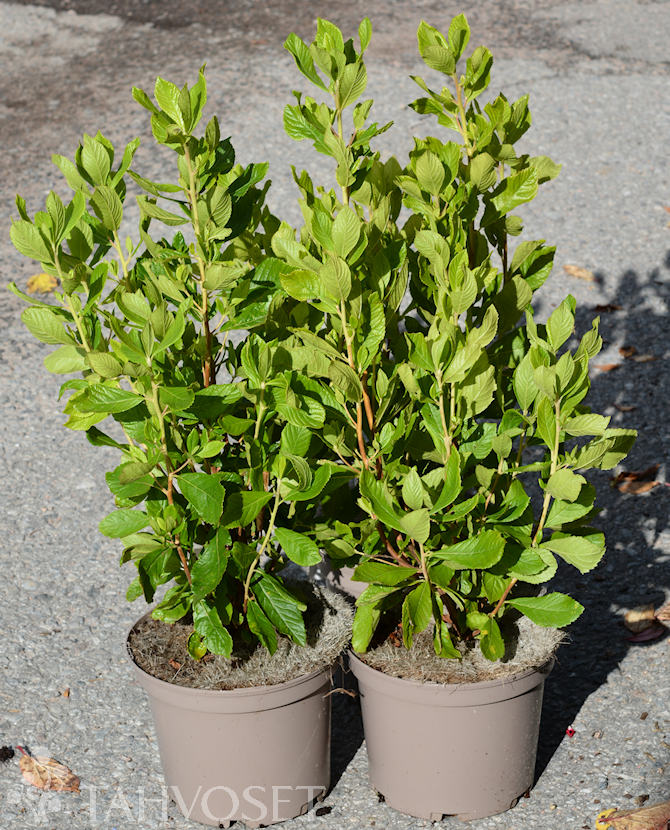 Valkokletra Ruby Spice at 3 L - Ruusut ja koristepensaat - 6417189237020 - 1