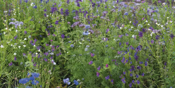 Kukkasekoite sinisen sävyt 125 m2 - Puutarhasiemenet - 6415152554860 - 1