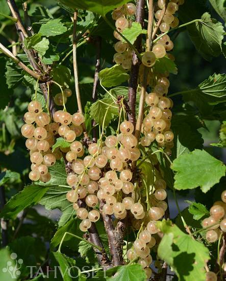 Valkoherukka Lepaan Valkea at 4 L ILONA® - Marjapensaat ja mansikat - 6417189275169 - 1