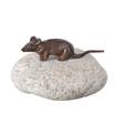 Koristekivi eläinhahmolla 12x9x8cm - Pihakoristeet - 8714982043581 - 6