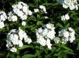 Syysleimu Rembrant at 9cm - Perennat - 6430011051731 - 1