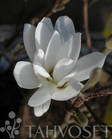Tähtimagnolia 40-50cm at 3 L - Ruusut ja koristepensaat - 6417189235071 - 1
