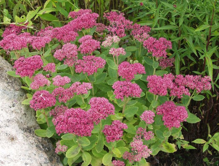 Komeamaksaruoho at 9cm - Perennat - 6430011046591 - 1