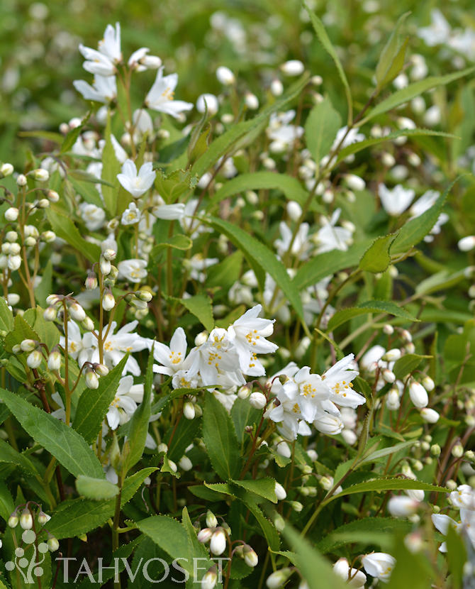 Nietospensas Yuki Snowflake® at - Ruusut ja koristepensaat - 6417189234531 - 1