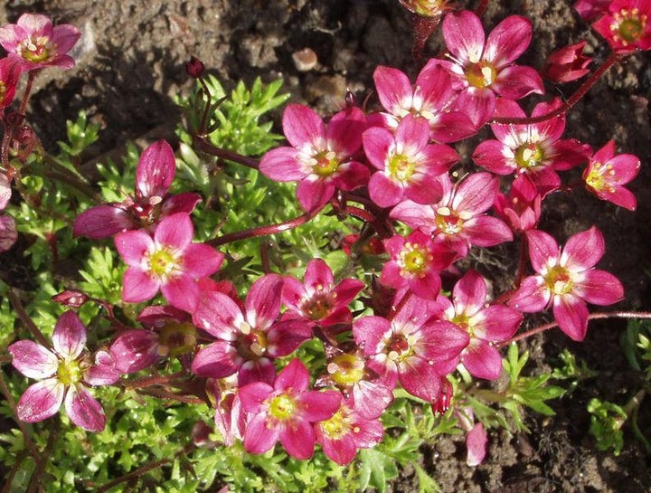 Patjarikko at 9cm - Perennat - 6430011047031 - 1