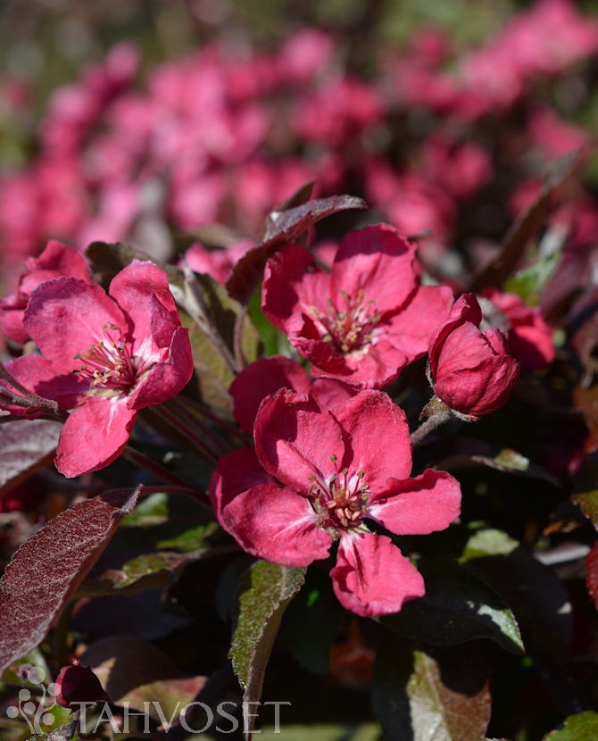 Purppuraomenapuu Linnanmäki 150-250 at - Lehtipuut - 6417189406341 - 3