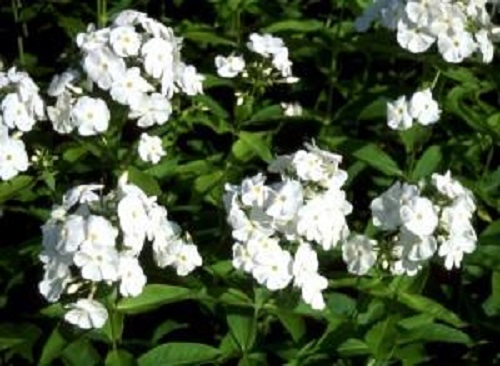 Syysleimu Rembrant at 9cm - Perennat - 6430011051731 - 1