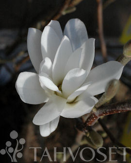 Tähtimagnolia 40-50cm at 3 L - Ruusut ja koristepensaat - 6417189235071 - 1