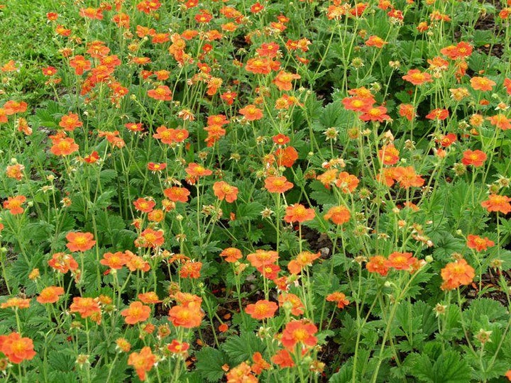 Tulikellukka at 9cm - Perennat - 6430011047611 - 1