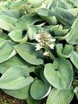 Komeasinikuunlilja at 9cm - Perennat - 6430011049882 - 1