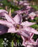 Loistokärhö Hagley Hybrid at 2 L - Köynnöskasvit - 6417189243892 - 1