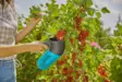 Combisystem marjapoimuri Gardena - Muut puutarhatyökalut - 4078500066242 - 11