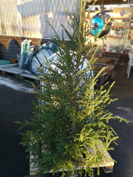 Joulukuusi Kotimainen - Joulukoristeet - 18649532 - 1