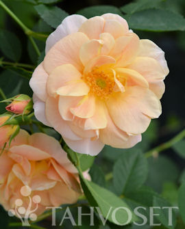 Köynnösruusu Above and Beyond at 3 L - Ruusut ja koristepensaat - 6417189257202 - 1