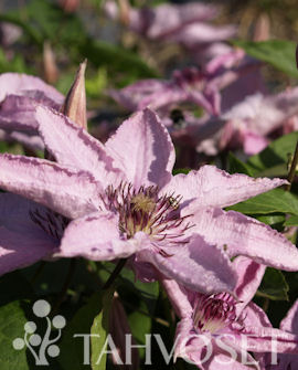 Loistokärhö Hagley Hybrid at 2 L - Köynnöskasvit - 6417189243892 - 1