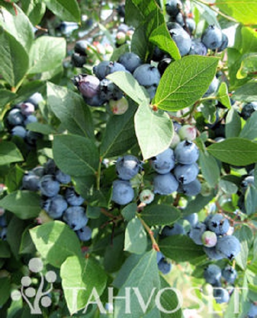 Tarhapensasmustikka Arto at 4 L ILONA® - Marjapensaat ja mansikat - 6417189300182 - 1