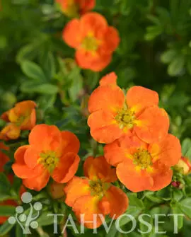 Mandarin Tango Pensashanhikki FE At 3L - Ruusut ja koristepensaat - 6417189216353 - 1