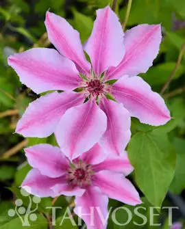 Nelly Moser Loistokärhö ; At 2 L, U - Köynnöskasvit - 6417189243243 - 1