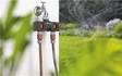 Gardena OGS-jakoventtiili 2 ulostuloa - Letkuliittimet - 4078500819343 - 3