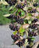 Marja-aronia Viking at 3 L - Marjapensaat ja mansikat - 6417189270003 - 3