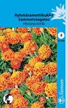 Ryhmäsamettikukka HONEYCOMB 231500 - Puutarhasiemenet - 6415152315003 - 1