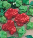 Chilipaprika Jamaican Bell - Puutarhasiemenet - 6415151238853 - 2