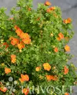 Mandarin Tango Pensashanhikki FE At 3L - Ruusut ja koristepensaat - 6417189216353 - 2