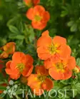 Mandarin Tango Pensashanhikki FE At 3L - Ruusut ja koristepensaat - 6417189216353 - 1