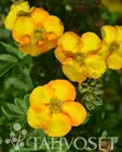 Mandarin Tango Pensashanhikki FE At 3L - Ruusut ja koristepensaat - 6417189216353 - 3