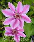 Nelly Moser Loistokärhö ; At 2 L, U - Köynnöskasvit - 6417189243243 - 1