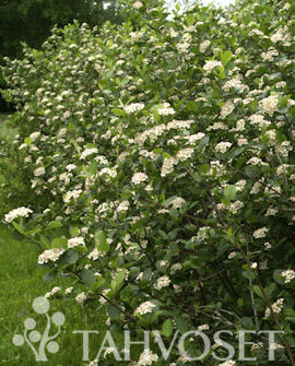 Marja-aronia Viking at 3 L - Marjapensaat ja mansikat - 6417189270003 - 1