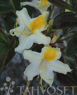 Puistoatsalea Illusia 30-40 at 3 L - Havut ja alppiruusut - 6417189820123 - 1