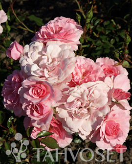 Ruusu Bonica 3kpl pkt - Ruusut ja koristepensaat - 6417189301073 - 1