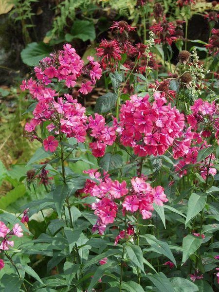 Syysleimu Starfire at 9cm - Perennat - 6430011046843 - 1