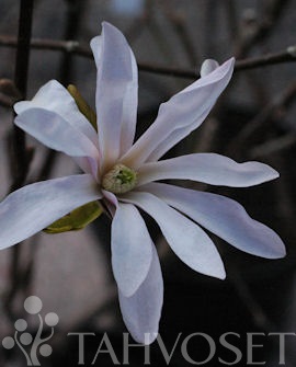 Tarhamagnolia Leonard Messel 30-40cm at - Ruusut ja koristepensaat - 6417189235033 - 2