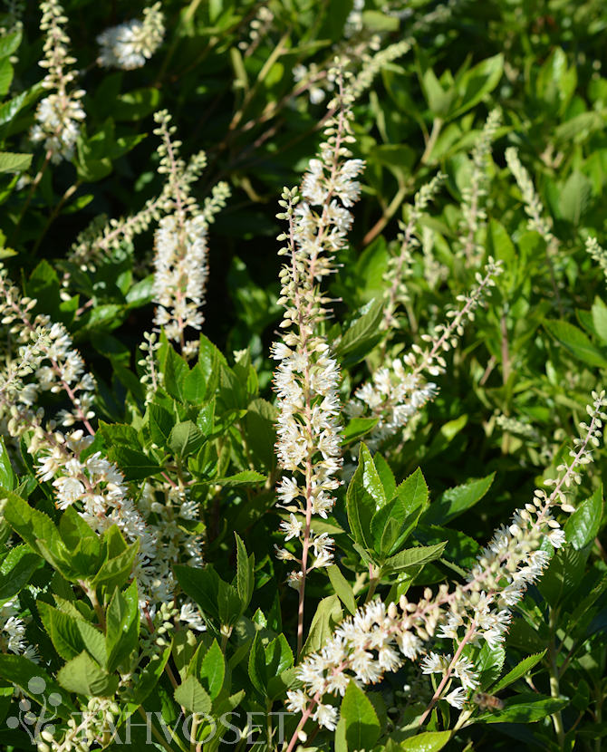 Valkokletra Hummingbird at 3 L - Ruusut ja koristepensaat - 6417189237013 - 1