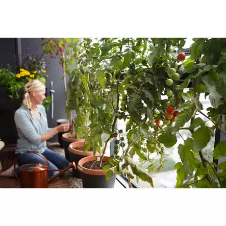 Tomaatti- ja chililannoite Kekkilä 200g - Kukkaravinteet - 6433000343534 - 2