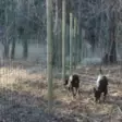 Aitaverkko 1,80cmx25 m Musta - Aitaverkot ja aitatarvikkeet - 6416556934784 - 3