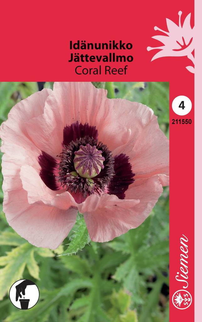 Idänunikko CORAL REEF 211550 - Puutarhasiemenet - 6415152115504 - 1