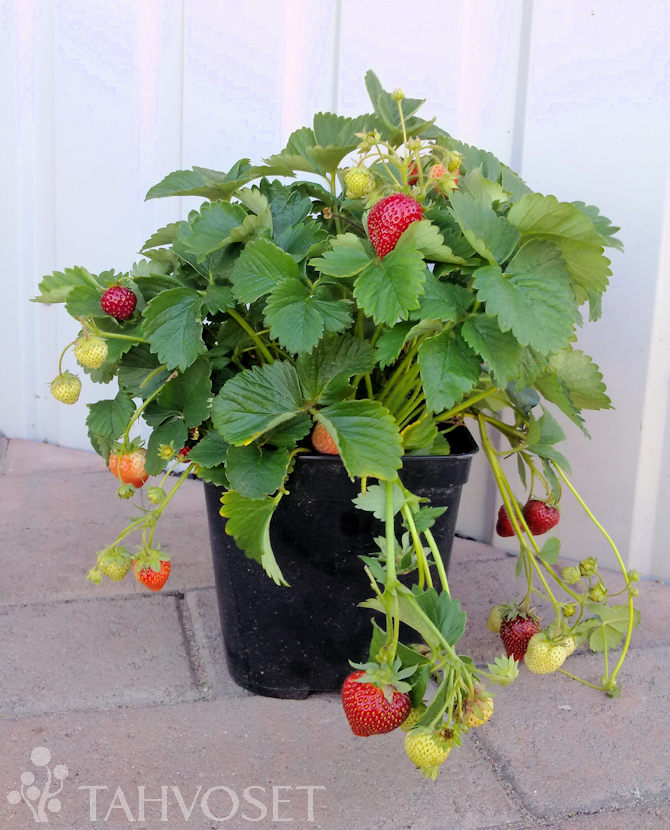 Mansikka Perhemansikka at 3 L - Marjapensaat ja mansikat - 6417189751014 - 1